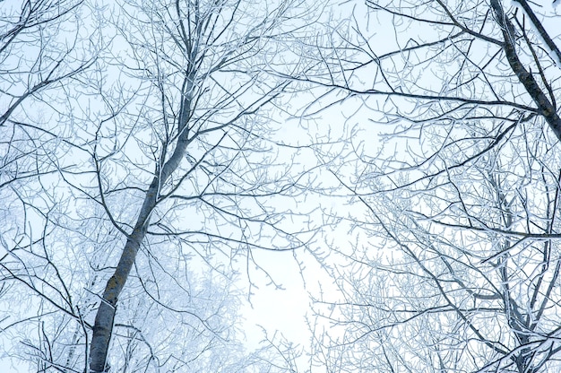 Le cime degli alberi nella neve e nel gelo