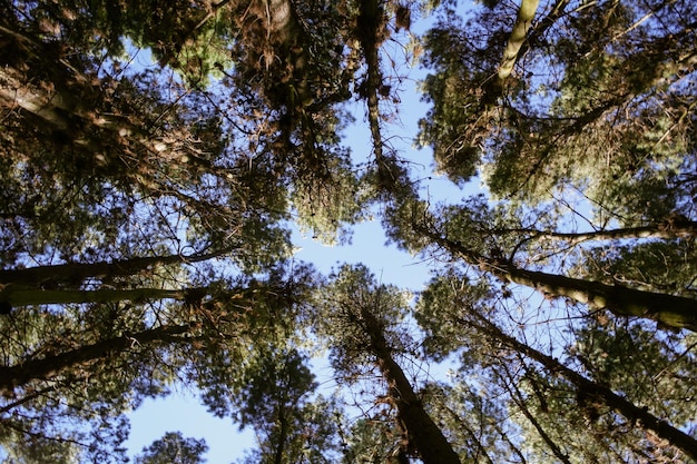 Le cime degli alberi viste dal basso in una pineta