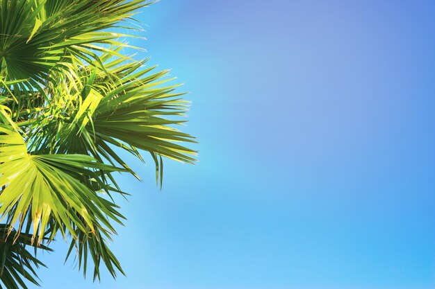 Le cime delle palme su un cielo blu limpido