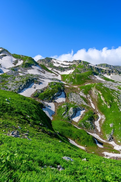 Le cime innevate della foresta tropicale, le montagne e i prati alpini