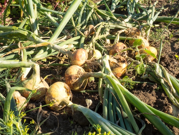 Le cipolle gialle raccolte giacciono a terra in una piantagione. Essiccano i bulbi prima della conservazione a lungo termine e dell'uso invernale