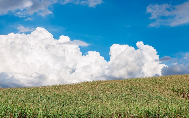 Le colline hanno grandi nuvole bianche e cieli blu, concetto di sfondo naturale.