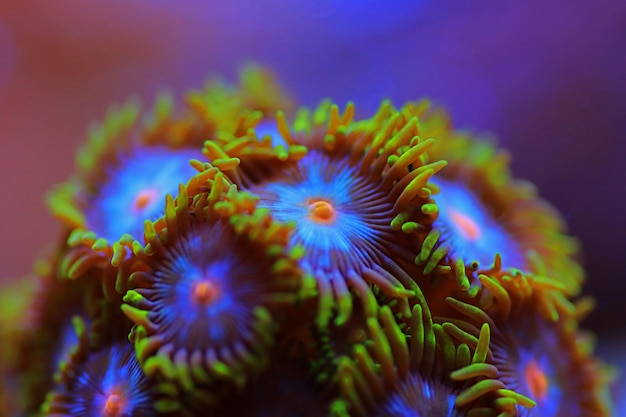 Le colonie di polipi zoantidi sono incredibili decorazioni viventi colorate per ogni acquario di barriera corallina
