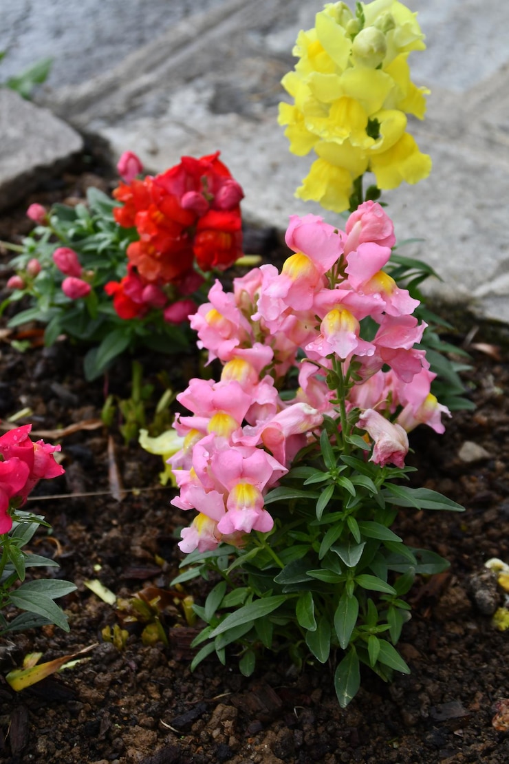 Foto le colorate bocca di leone nel giardino