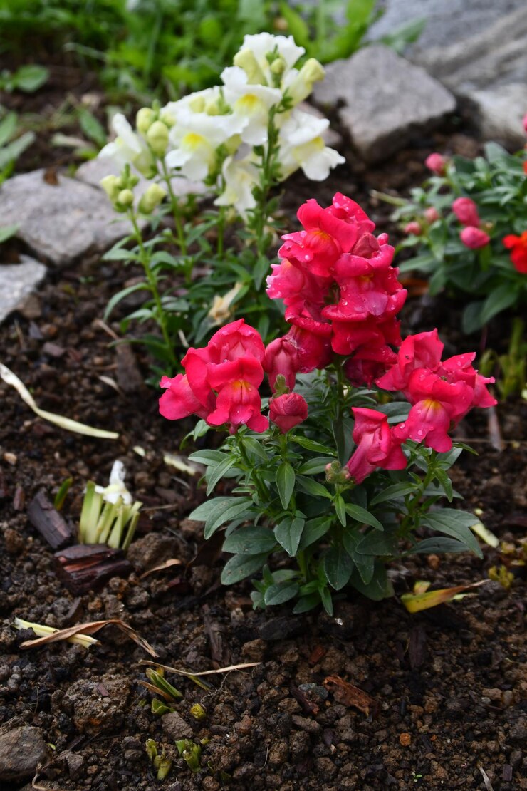 Foto le colorate bocca di leone nel giardino