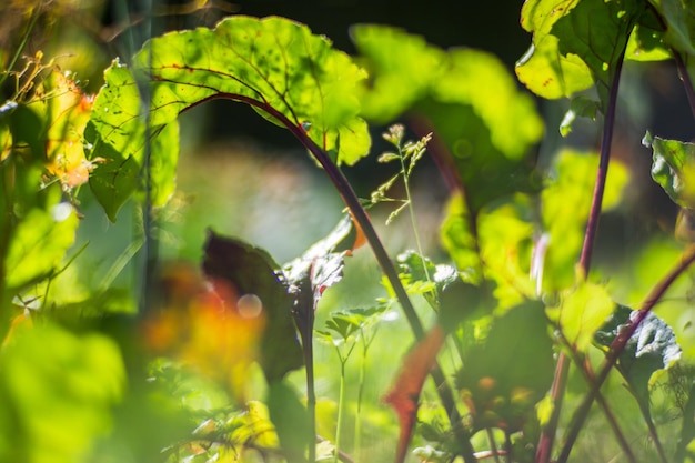 Le colture di barbabietola piantate nel terreno maturano sotto il sole Terreno coltivato vicino con germoglio Pianta agricola che cresce nella fila del letto Verde raccolto alimentare naturale