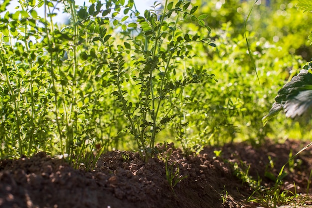 Le colture di ceci piantate nel terreno maturano sotto il sole Terreno coltivato vicino con germoglio Pianta agricola che cresce nella fila del letto Verde raccolto alimentare naturale