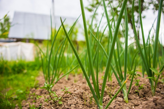 Le colture di cipolla piantate nel suolo maturano sotto il sole Terreno coltivato vicino con germoglio Pianta agricola che cresce nella fila del letto Coltivazione alimentare verde