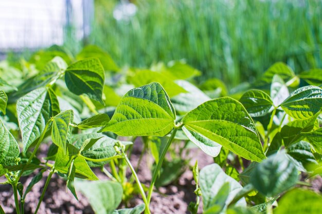 Le colture di fagioli piantate nel terreno maturano sotto il sole Terreno coltivato vicino con germoglio Pianta agricola che cresce nella fila del letto Verde raccolto alimentare naturale