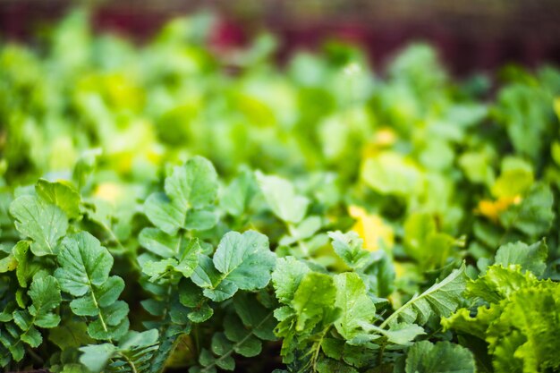 Le colture piantate nel terreno maturano sotto il sole Terreno coltivato vicino con germoglio Pianta agricola che cresce nella fila del letto Verde raccolto alimentare naturale