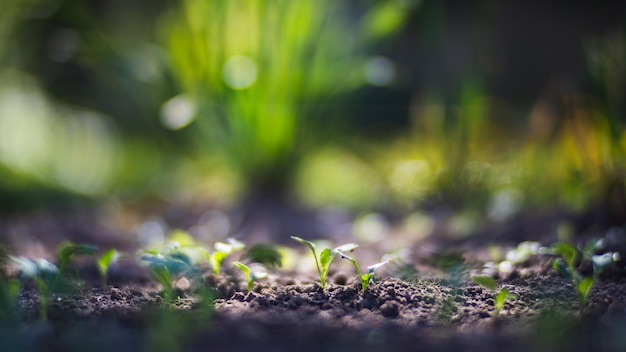 Le colture piantate nel terreno maturano sotto il sole Terreno coltivato vicino con germoglio Pianta agricola che cresce nella fila del letto Verde raccolto alimentare naturale