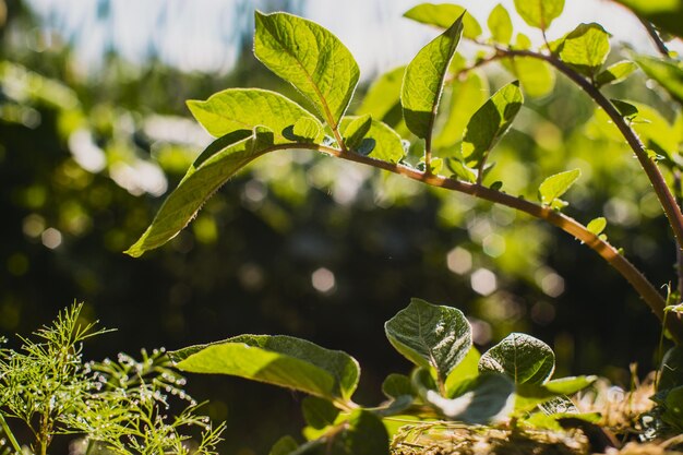 Le colture piantate nel terreno maturano sotto il sole Terreno coltivato vicino con germoglio Pianta agricola che cresce nella fila del letto Verde raccolto alimentare naturale