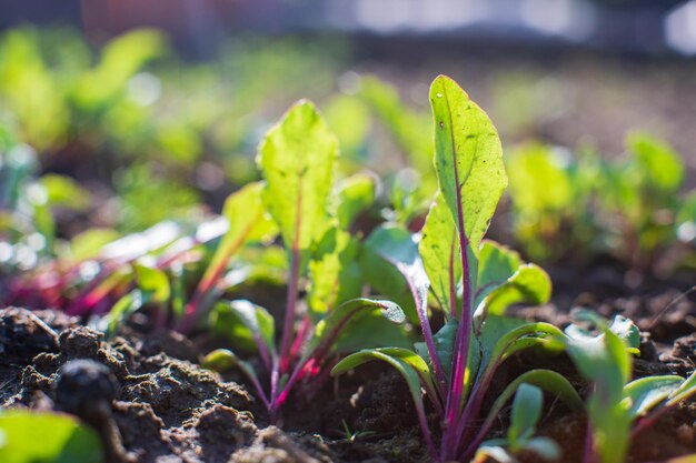 Le colture piantate nel terreno maturano sotto il sole Terreno coltivato vicino con germoglio Pianta agricola che cresce nella fila del letto Verde raccolto alimentare naturale