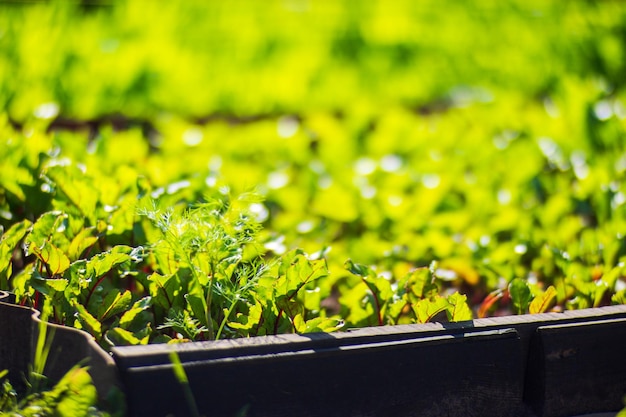 Le colture piantate nel terreno maturano sotto il sole Terreno coltivato vicino con germoglio Pianta agricola che cresce nella fila del letto Verde raccolto alimentare naturale