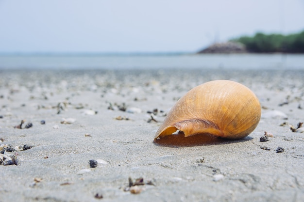 Le conchiglie sono posate sulla sabbia vicino al mare. Bellissime conchiglie gialle