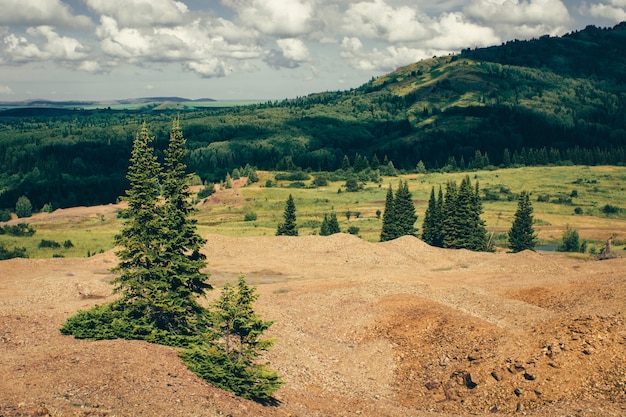 Le conifere crescono dal terreno roccioso delle montagne con foresta verde. Paesaggio della pianta sotto il cielo nuvoloso.