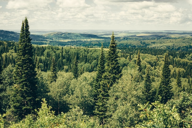 Le conifere crescono sullo sfondo delle montagne con foresta verde. Paesaggio della pianta sotto il cielo nuvoloso.