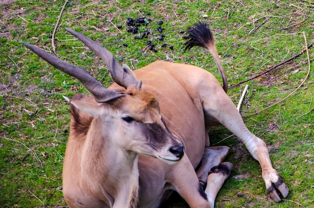 Le corna dell'animale sono nere