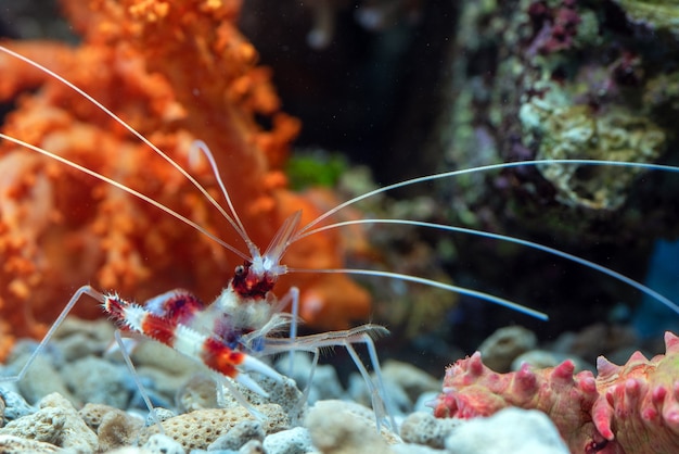 Le creature del mare si chiudono sul ritratto