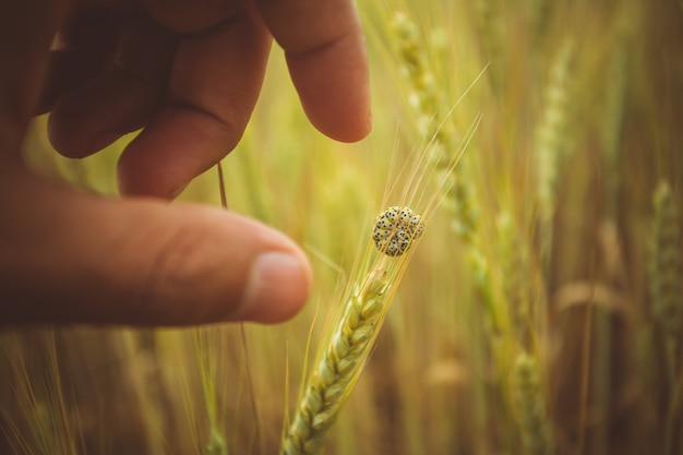 Le dita della mano di un uomo raggiungono un bruco su una spighetta di grano maturo.