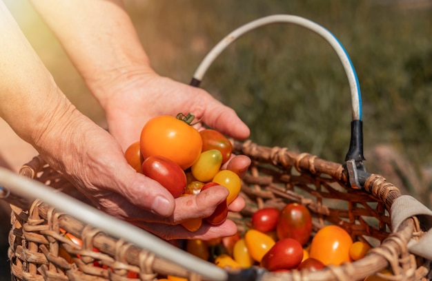 Le donne dell'agricoltore passano con il pomodoro sopra il canestro di vimini con il raccolto estivo delle verdure rosse