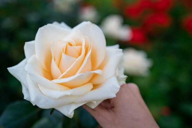 Le donne passano la tenuta della rosa di giallo in giardino.