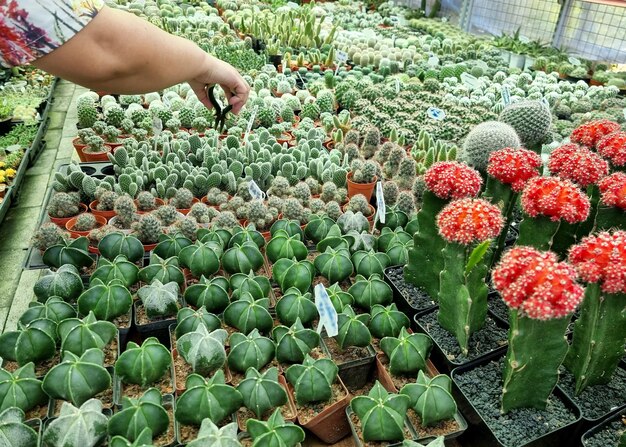 Le donne scelgono di acquistare Cactus sul mercato delle piante ornamentali