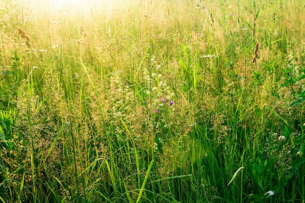 Le erbe dei prati al sole scaldano lo sfondo naturale