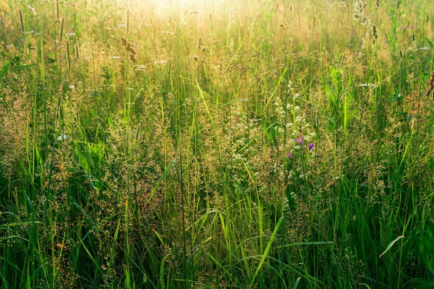 Le erbe dei prati al sole scaldano lo sfondo naturale