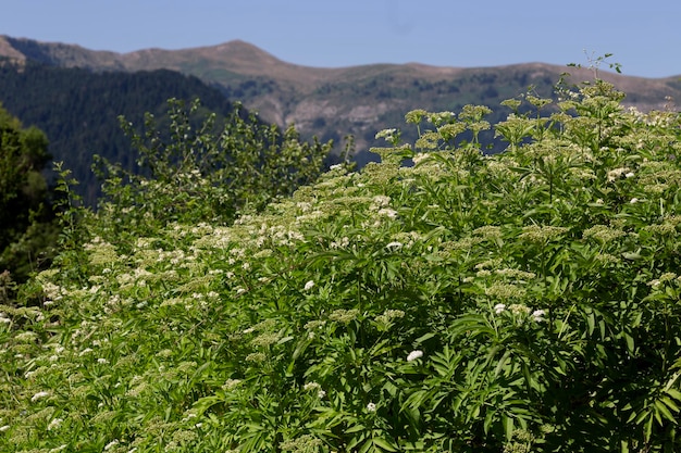 Le erbe medicinali L'anziano nano Sambucus ebulus con fiori bianchi cresce in una montagna