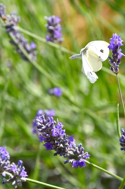 Le farfalle cercano sui fiori il cibo