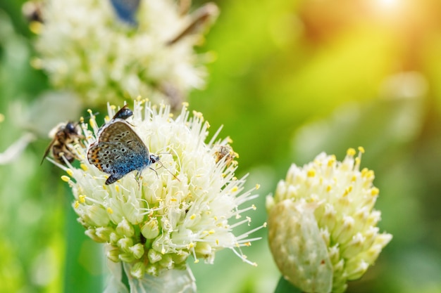 Le farfalle si siedono sui fiori su uno sfondo naturale verde