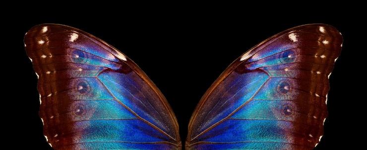 Foto le farfalle sono le più belle e colorate del mondo.