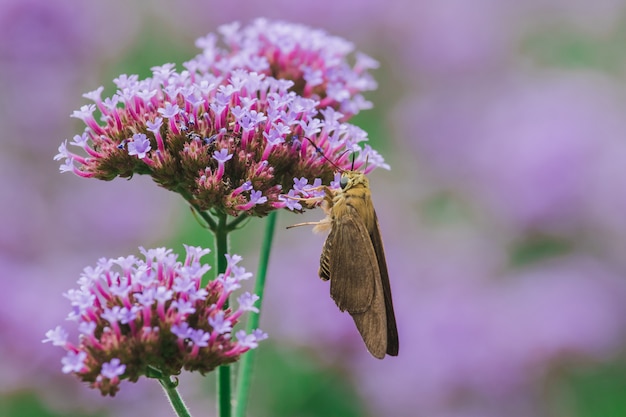 Le farfalle sulla verbena fioriscono e sono belle nella stagione delle piogge.