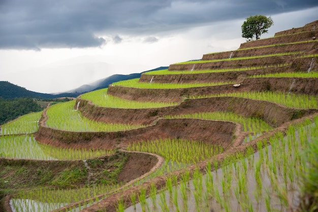 Le fasi dell'agricoltura in collina nel nord della Thailandia