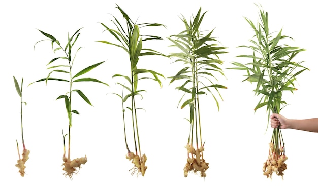 Le fasi di crescita della pianta di zenzero radice e foglie appena raccolte isolate sul bianco