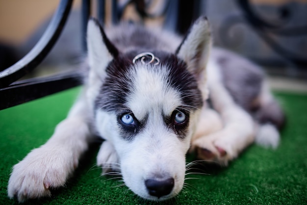 Le fedi nuziali dorate si trovano sulla testa di un cucciolo husky