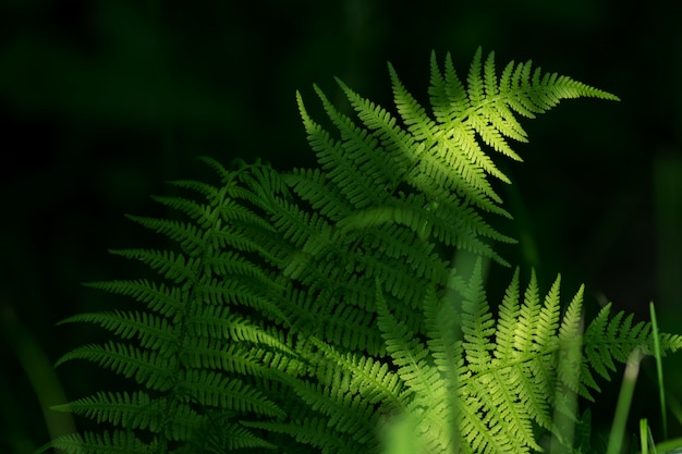 Le felci lascia fogliame verde. sfondo naturale felce floreale alla luce del sole.