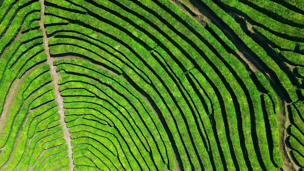 Le file della piantagione di tè verde, vista aerea, straordinarie immagini di modelli geometrici scattate da un drone