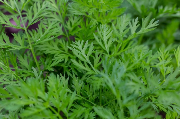 Le file di giovani carote crescono nell'estate calda nel giardino Le cime delle carote Macro sfondo