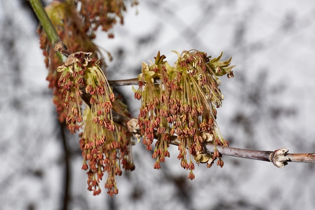 Le fioriture dell'acero a foglie di frassino, o acero americano (lat. Acer negundo), le infiorescenze si dissolvono. Primavera.