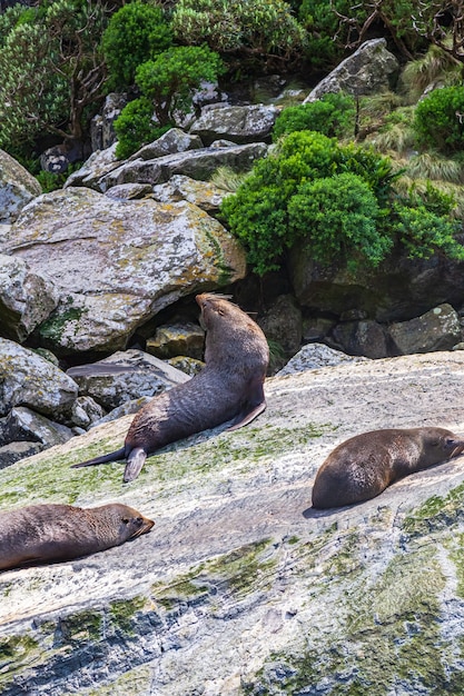 Le foche di pelliccia su una roccia dal Parco Nazionale di Fiordland Nuova Zelanda