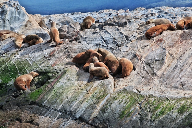 Le foche sull'isola nel canale di Beagle chiudono la città di Ushuaia in Argentina
