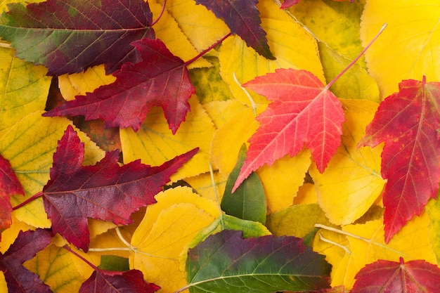 Le foglie autunnali di diversi colori sono cadute primo piano