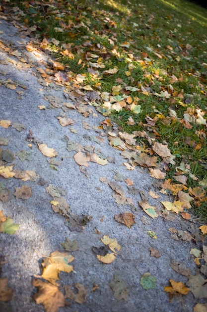 Le foglie autunnali giacciono sul prato e sul sentiero nel primo piano del parco bellissimo concetto autunnale