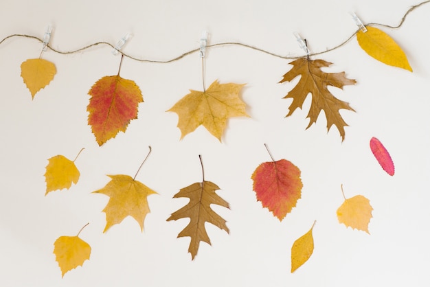 Le foglie cadute autunno appendono su una corda con le mollette da bucato su un beige chiaro