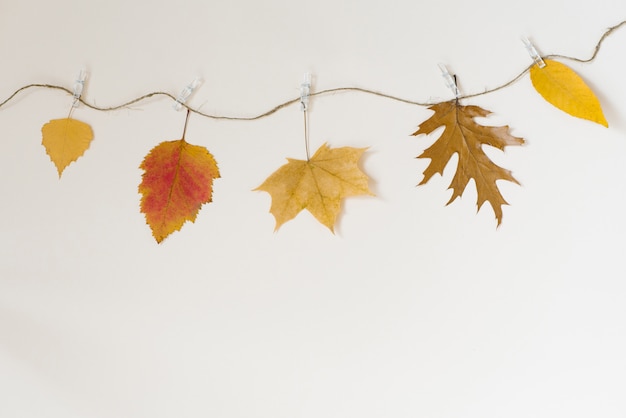 Le foglie cadute autunno appendono su una corda con le mollette da bucato su un fondo beige chiaro