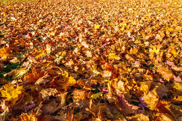 Le foglie cadute dorate d'autunno coprono l'erba