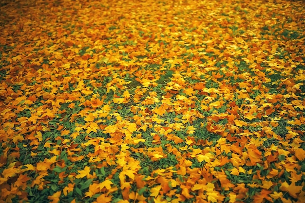 Le foglie cadute giacciono a terra