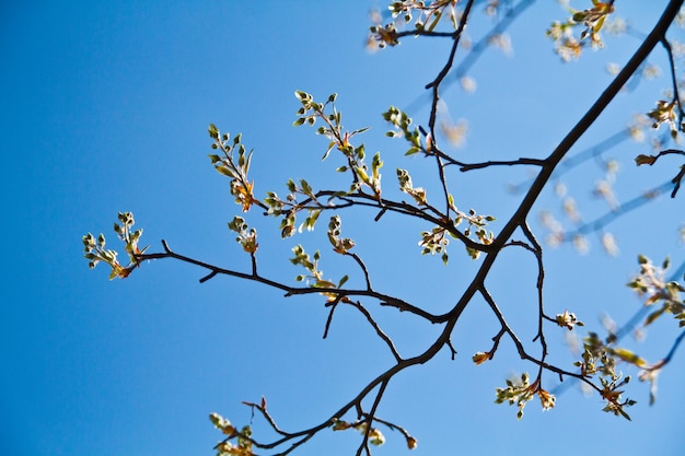 Le foglie che si svegliano in primavera e la prospettiva del cielo blu